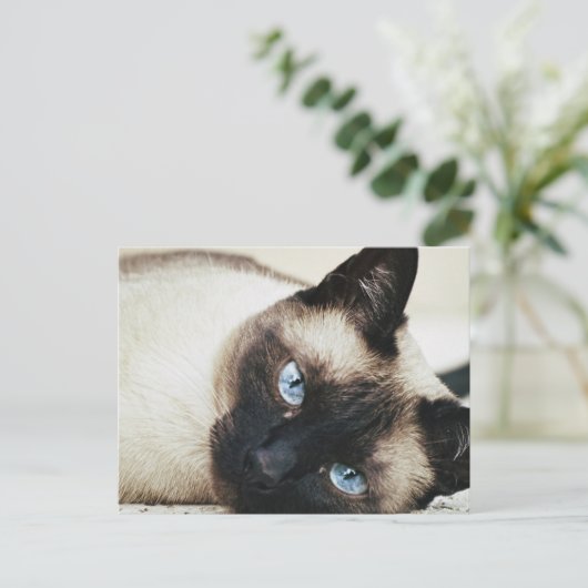 Siamese Cat Briefkaart (Staand voorkant)