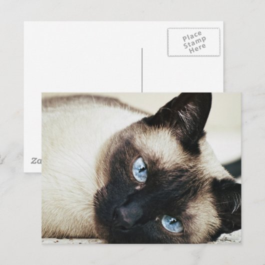 Siamese Cat Briefkaart (Voorkant / Achterkant)
