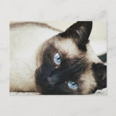 Siamese Cat Briefkaart (Voorkant)