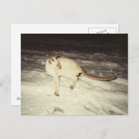 Siamese Cat Briefkaart (Voorkant / Achterkant)