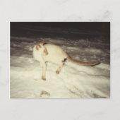 Siamese Cat Briefkaart (Voorkant)