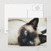 Siamese Cat Briefkaart (Voorkant / Achterkant)