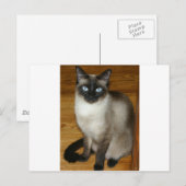Siamese Cat Briefkaart (Voorkant / Achterkant)
