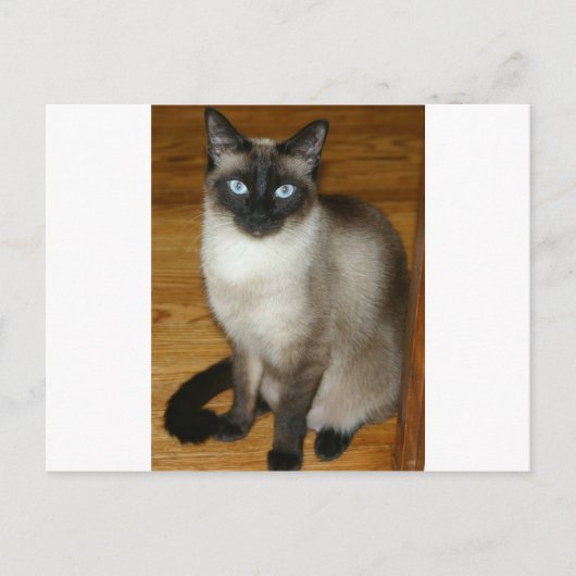 Siamese Cat Briefkaart (Voorkant)