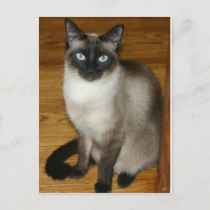 Siamese Cat Briefkaart