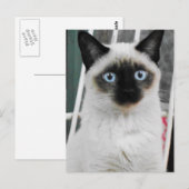 Siamese Cat Briefkaart (Voorkant / Achterkant)