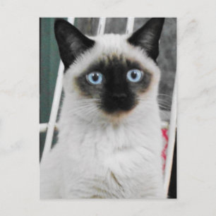 Siamese Cat Briefkaart