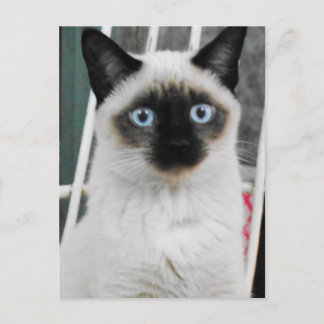 Siamese Cat Briefkaart