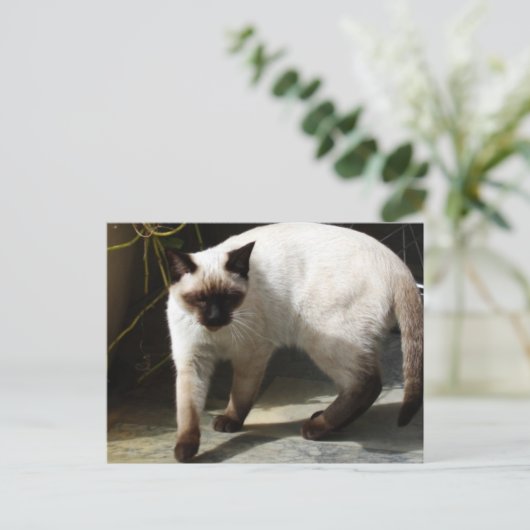 Siamese Cat Briefkaart (Staand voorkant)