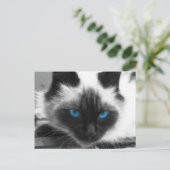 Siamese Cat Briefkaart (Staand voorkant)