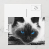 Siamese Cat Briefkaart (Voorkant / Achterkant)
