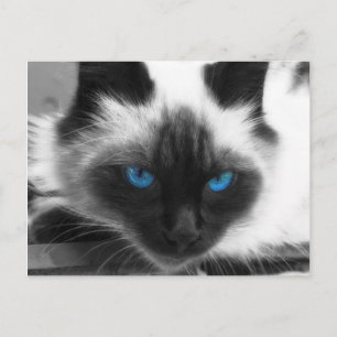 Siamese Cat Briefkaart
