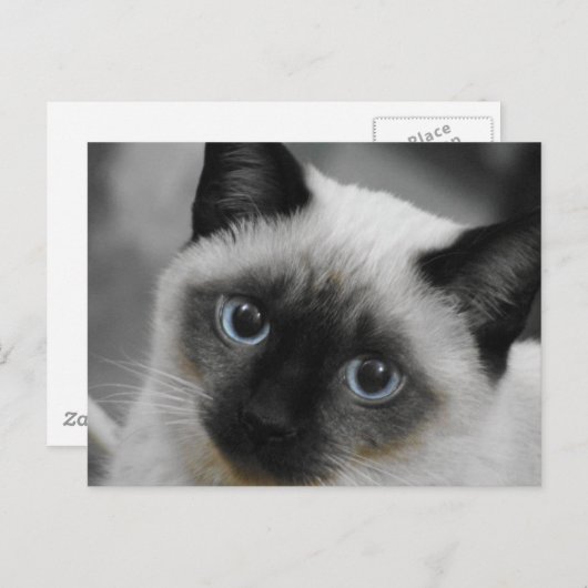 Siamese Cat Briefkaart (Voorkant / Achterkant)