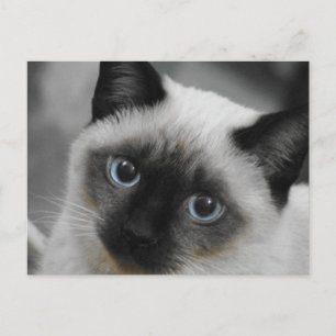 Siamese Cat Briefkaart