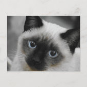 Siamese Cat Briefkaart (Voorkant)