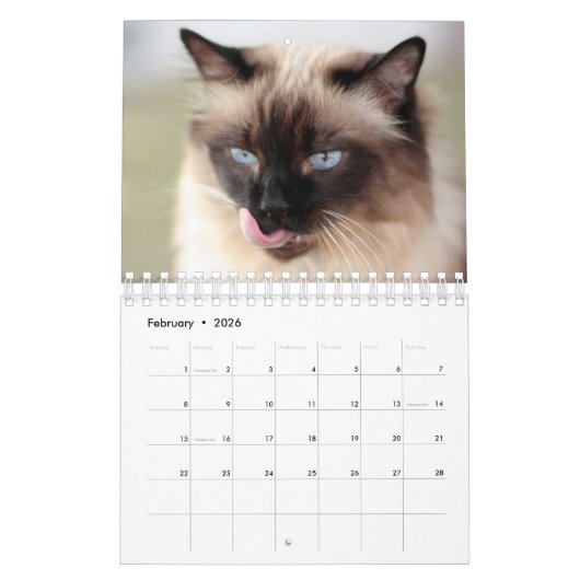 Siamese Cat Calendar Kalender (Feb 2026)