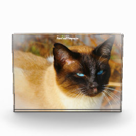 Siamese Cat Fotoblokken