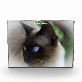 Siamese Cat Fotoblokken
