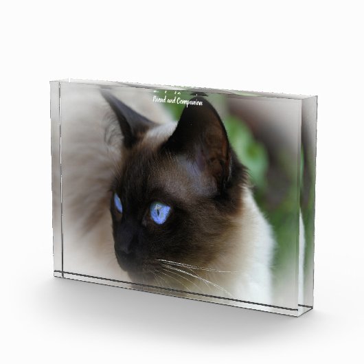 Siamese Cat Fotoblokken (Rechts)
