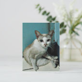 Siamese Cat Friend Briefkaart (Staand voorkant)