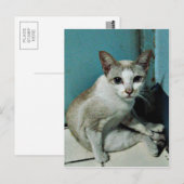 Siamese Cat Friend Briefkaart (Voorkant / Achterkant)