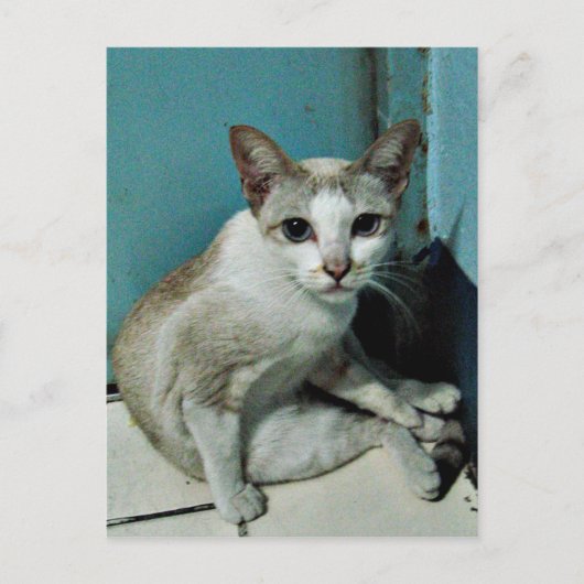 Siamese Cat Friend Briefkaart (Voorkant)