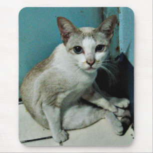 Siamese Cat Friend Muismat