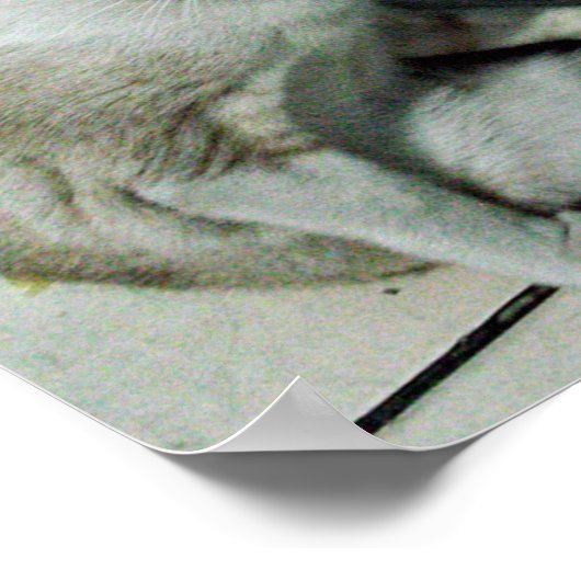 Siamese Cat Friend Poster (Hoek)