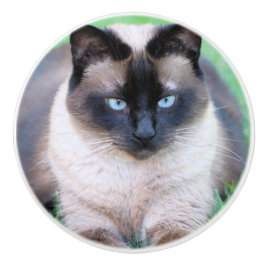 Siamese cat keramische knop