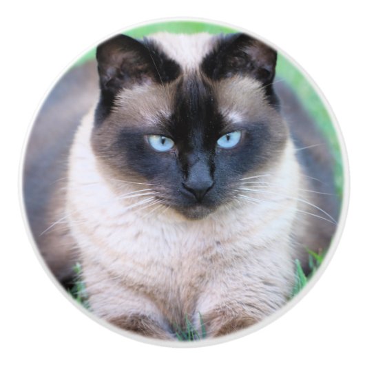 Siamese cat keramische knop (Voorkant)