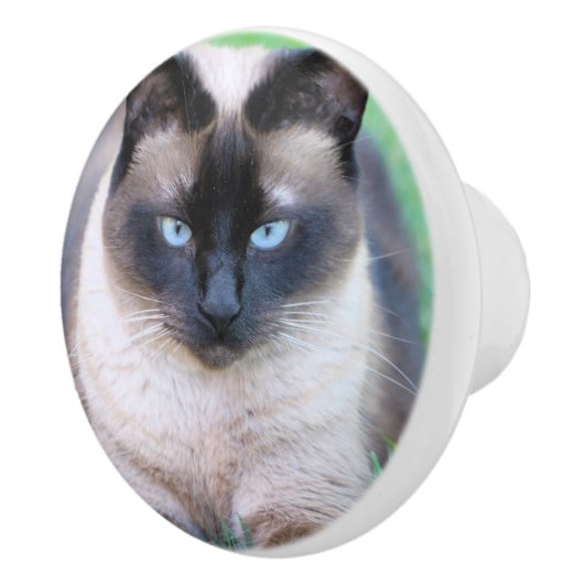Siamese cat keramische knop (Rechts)