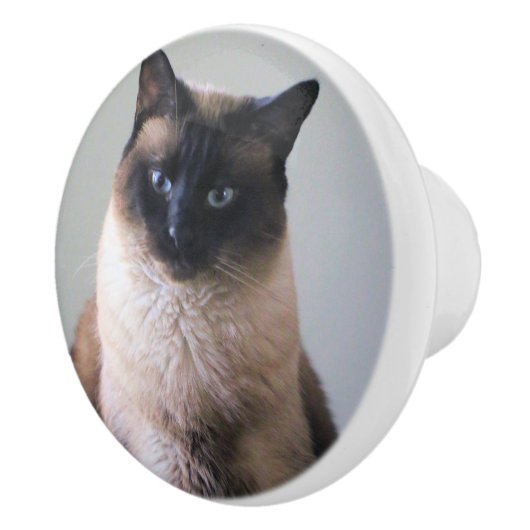 Siamese cat keramische knop (Rechts)