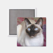 SIAMESE CAT MAGNEET (Voorkant / Achterkant)