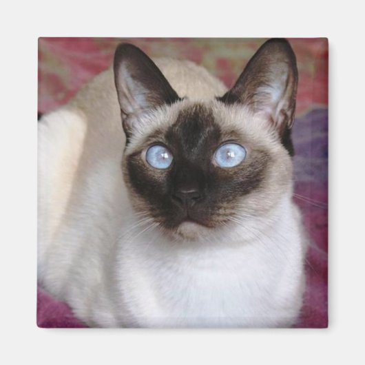 SIAMESE CAT MAGNEET (Voorkant)