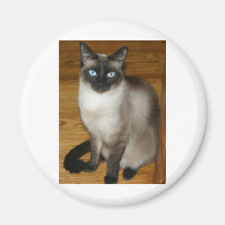 Siamese Cat Magneet