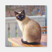 Siamese Cat Magneet (Voorkant)