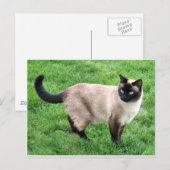 Siamese Cat Pet Purr Meow Kitty Destiny Art Briefkaart (Voorkant / Achterkant)