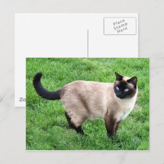 Siamese Cat Pet Purr Meow Kitty Destiny Art Briefkaart (Voorkant / Achterkant)