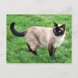 Siamese Cat Pet Purr Meow Kitty Destiny Art Briefkaart