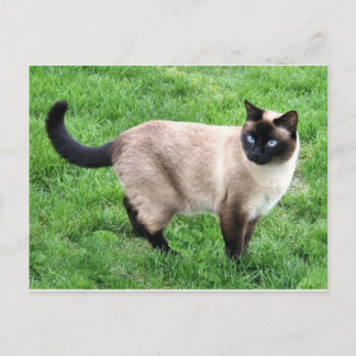 Siamese Cat Pet Purr Meow Kitty Destiny Art Briefkaart
