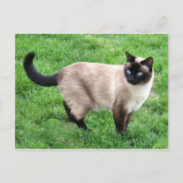 Siamese Cat Pet Purr Meow Kitty Destiny Art Briefkaart