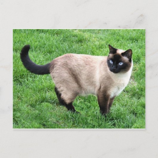 Siamese Cat Pet Purr Meow Kitty Destiny Art Briefkaart (Voorkant)