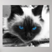 Siamese Cat Poster (Voorkant)