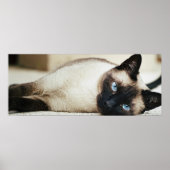 Siamese Cat Poster (Voorkant)