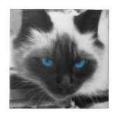 Siamese Cat Tegeltje (Voorkant)