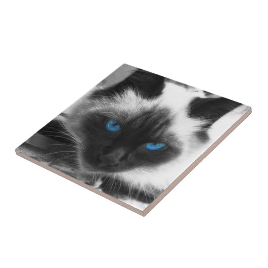 Siamese Cat Tegeltje (Zijkant)
