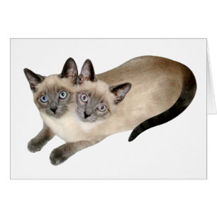Siamese Cat Twins