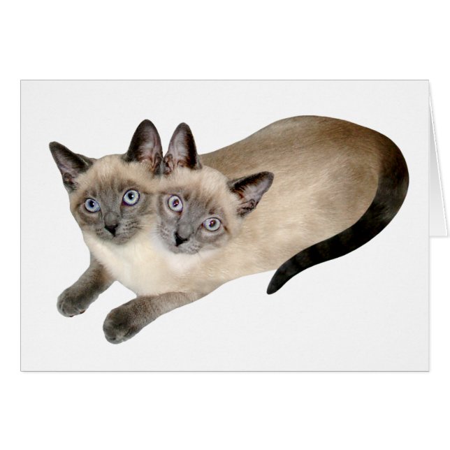 Siamese Cat Twins (Voorkant Horizontaal)