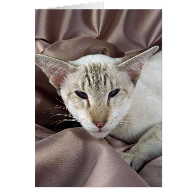 Siamese, chocoladetabletten (Voorkant)