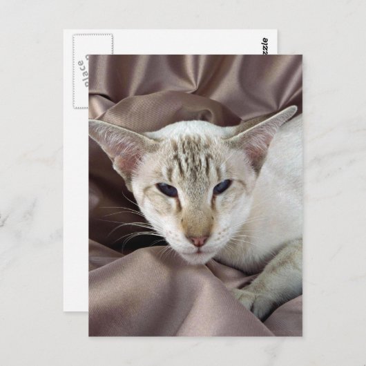 Siamese, chocoladetabletten briefkaart (Voorkant / Achterkant)